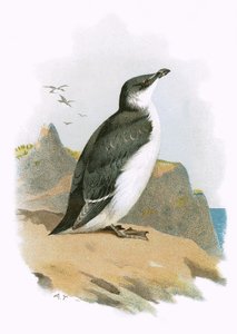 Razorbill